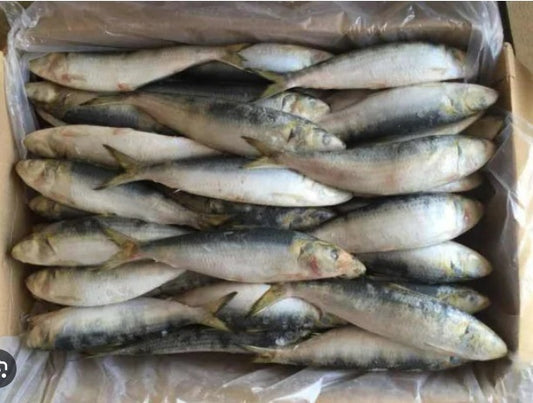 Sardine