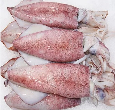 Squidos