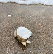 White Mussel